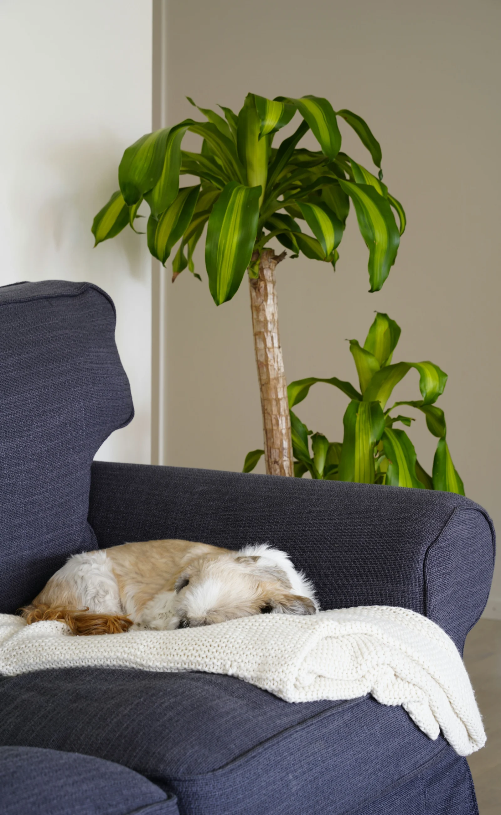 A dog sleeping on a couch beside a green houseplant