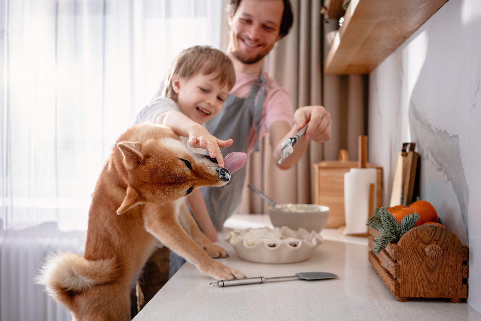 A father and young son prepare food at a kitchen counter while their shiba inu stands up to take a treat from the boy's hand.