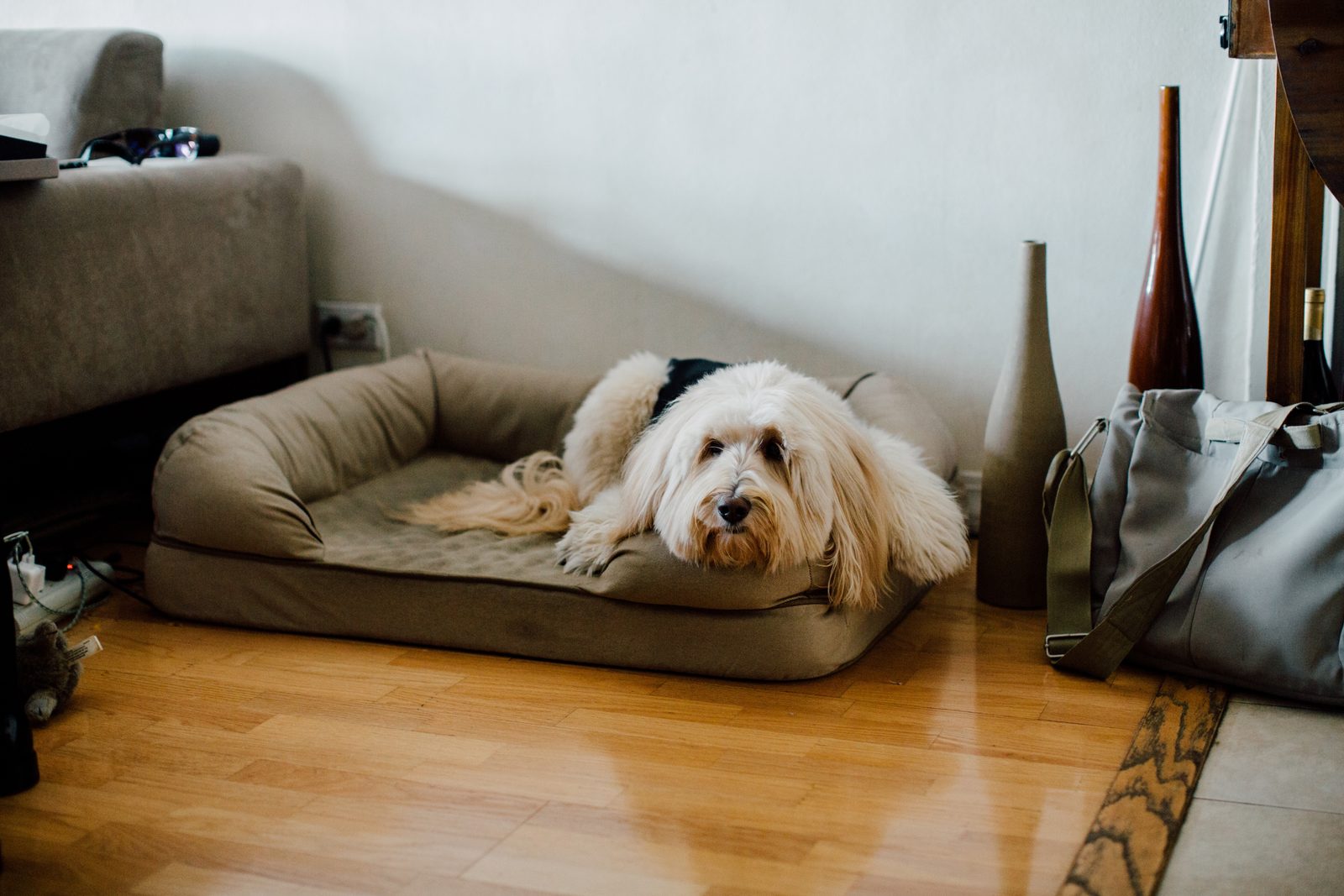 A shaggy cream dog lies in a tan bolster bed in the corner of a room, a sofa on one side and tall vases and a bag on the other