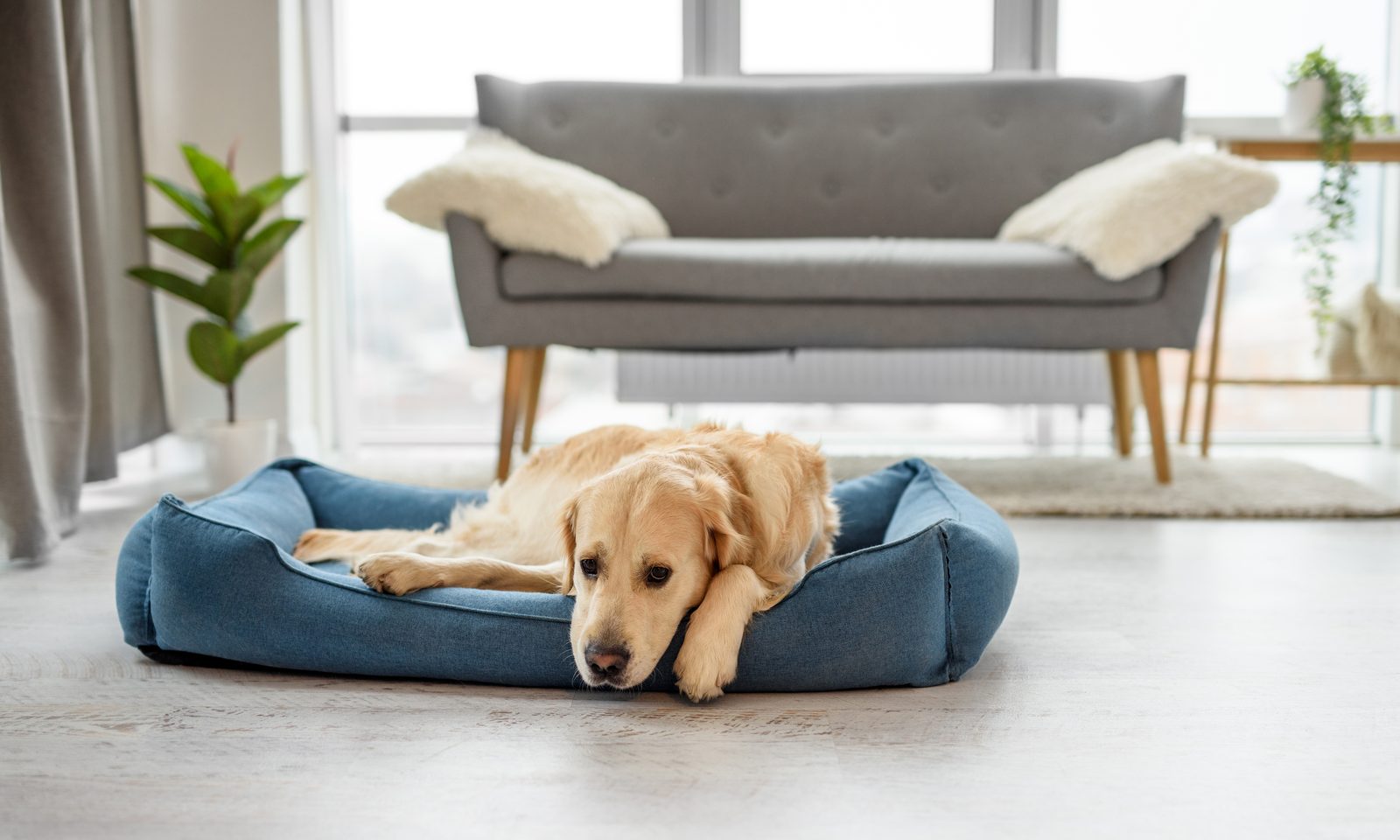 Golden retriever resting in a blue dog bed on a light wood floor in front of a gray sofa in a bright, plant-filled living room