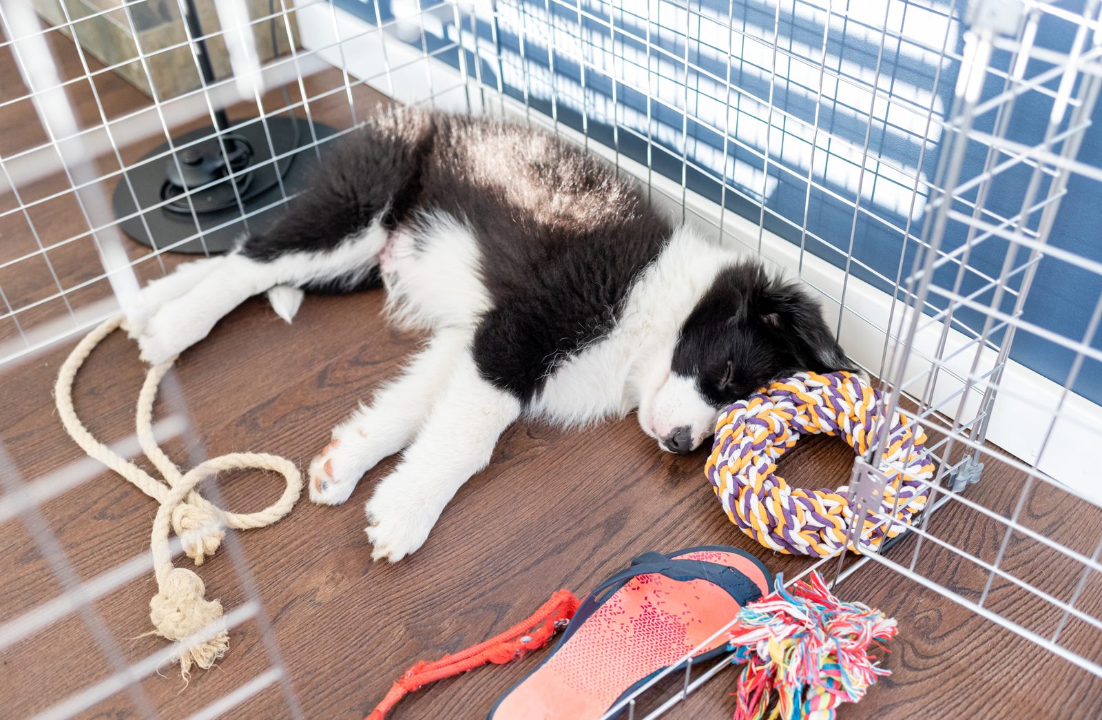 A black and white puppy sleeps on a wood floor inside a wire pen, rope toys and a slipper scattered around it