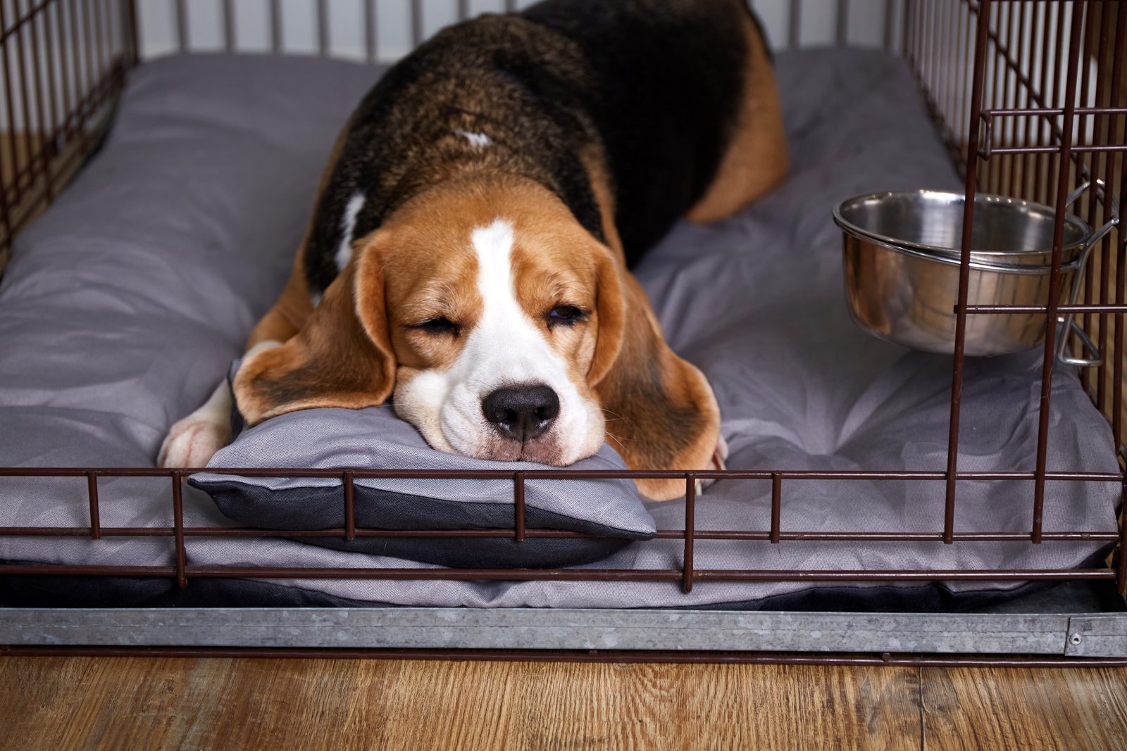A beagle rests on a gray cushion inside an open wire crate with a steel bowl clipped to the bars, on a wooden floor.