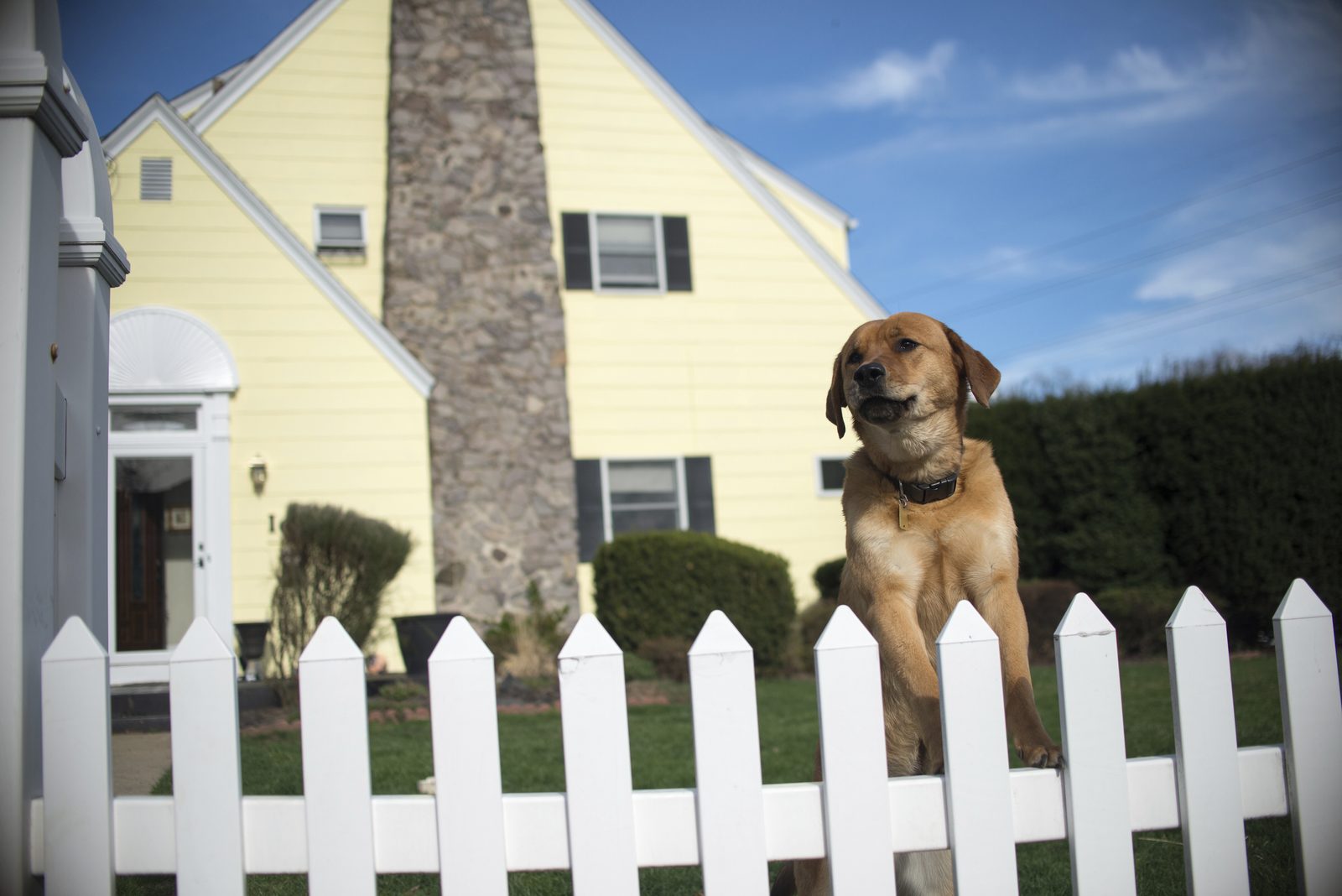 Tan dog in a collar standing on its hind legs at a white picket fence in front of a yellow house with a stone chimney