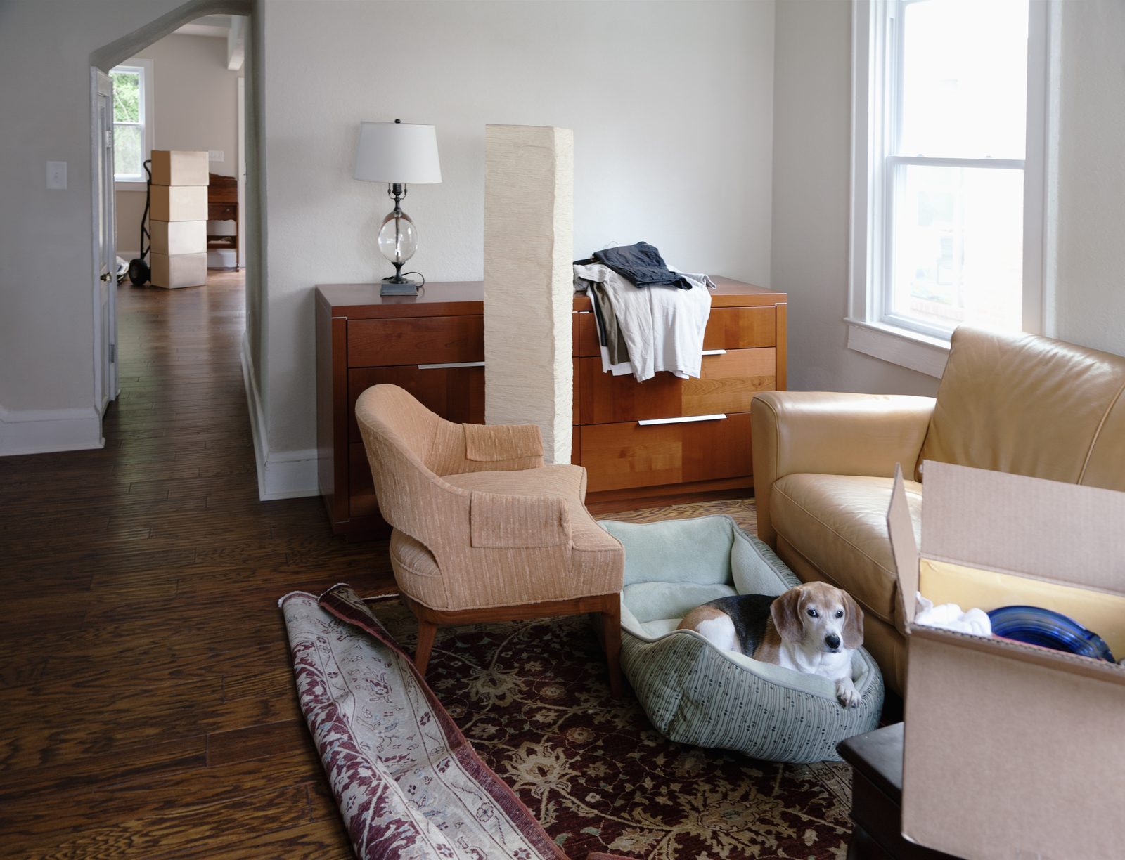 A beagle rests in a sage dog bed on a patterned rug between an armchair, a leather sofa and half unpacked moving boxes