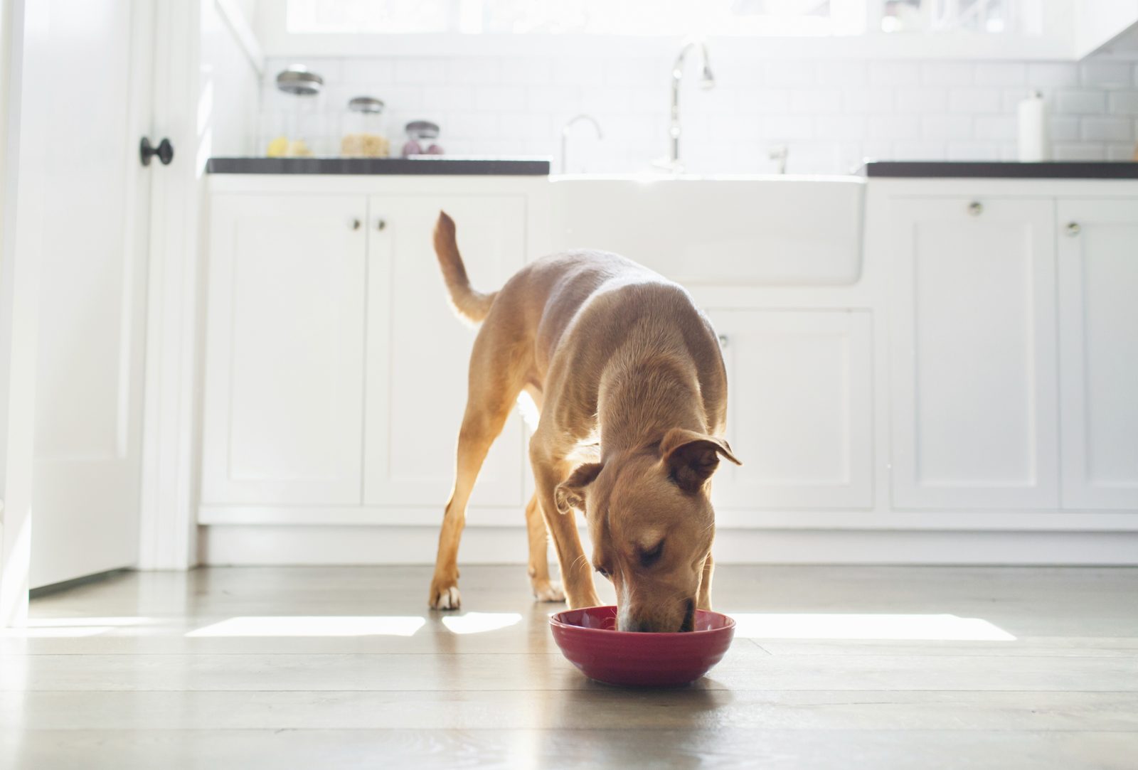Tan short-haired mixed-breed dog eating from a red bowl on the floor of a sunlit white kitchen with a farmhouse sink
