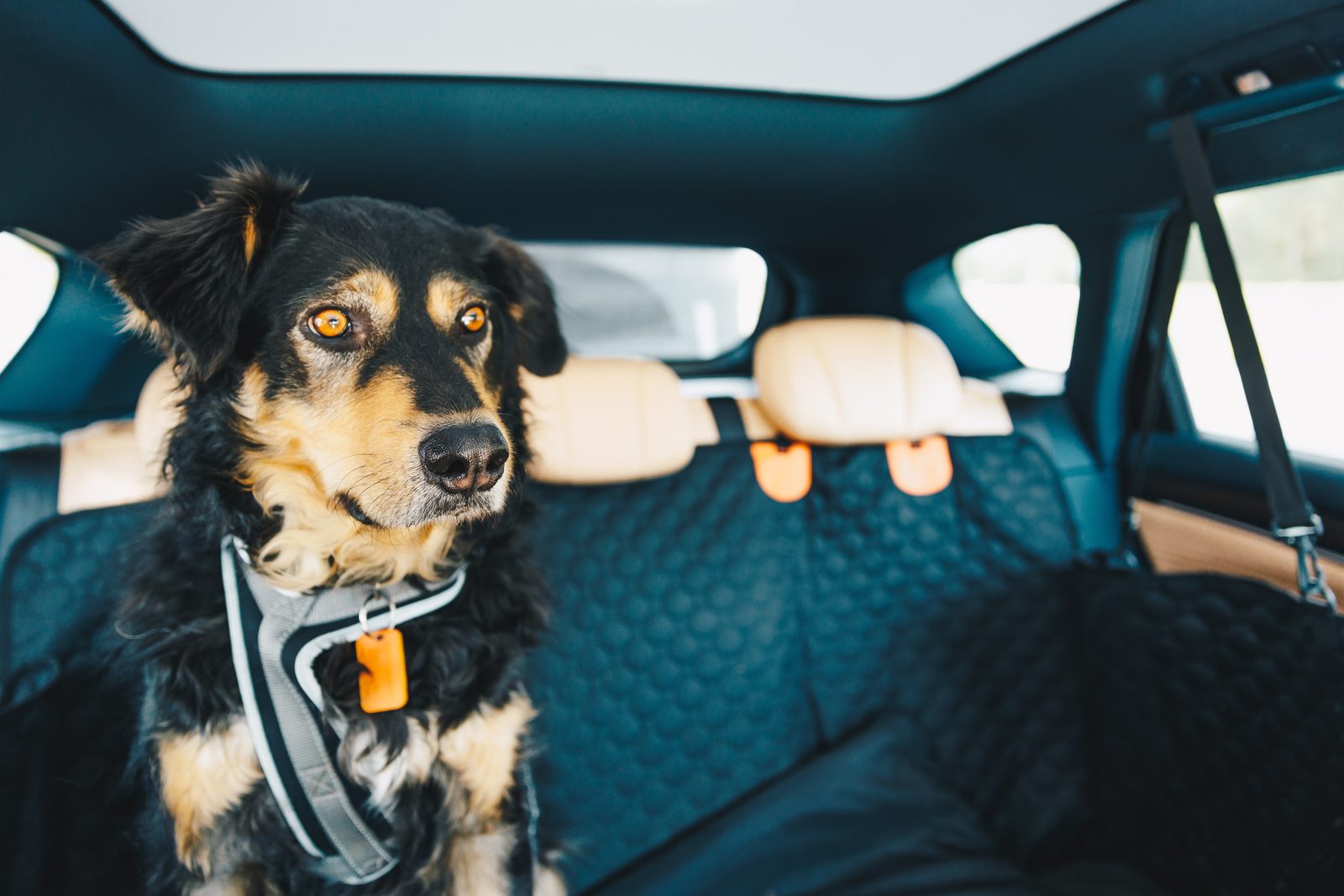 Black and tan dog in a gray harness sitting on a quilted seat cover in the back seat of a car, looking toward the window