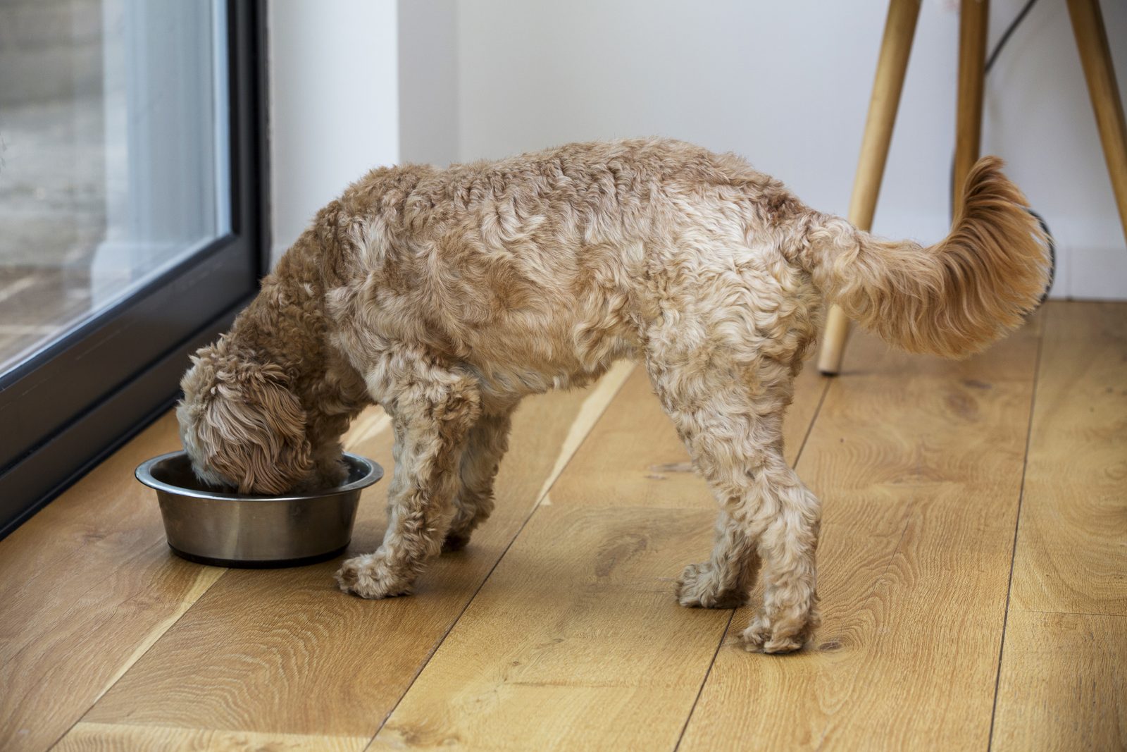 A curly fawn doodle eats from a steel bowl on a wooden floor beside a glass door and a wooden stool.