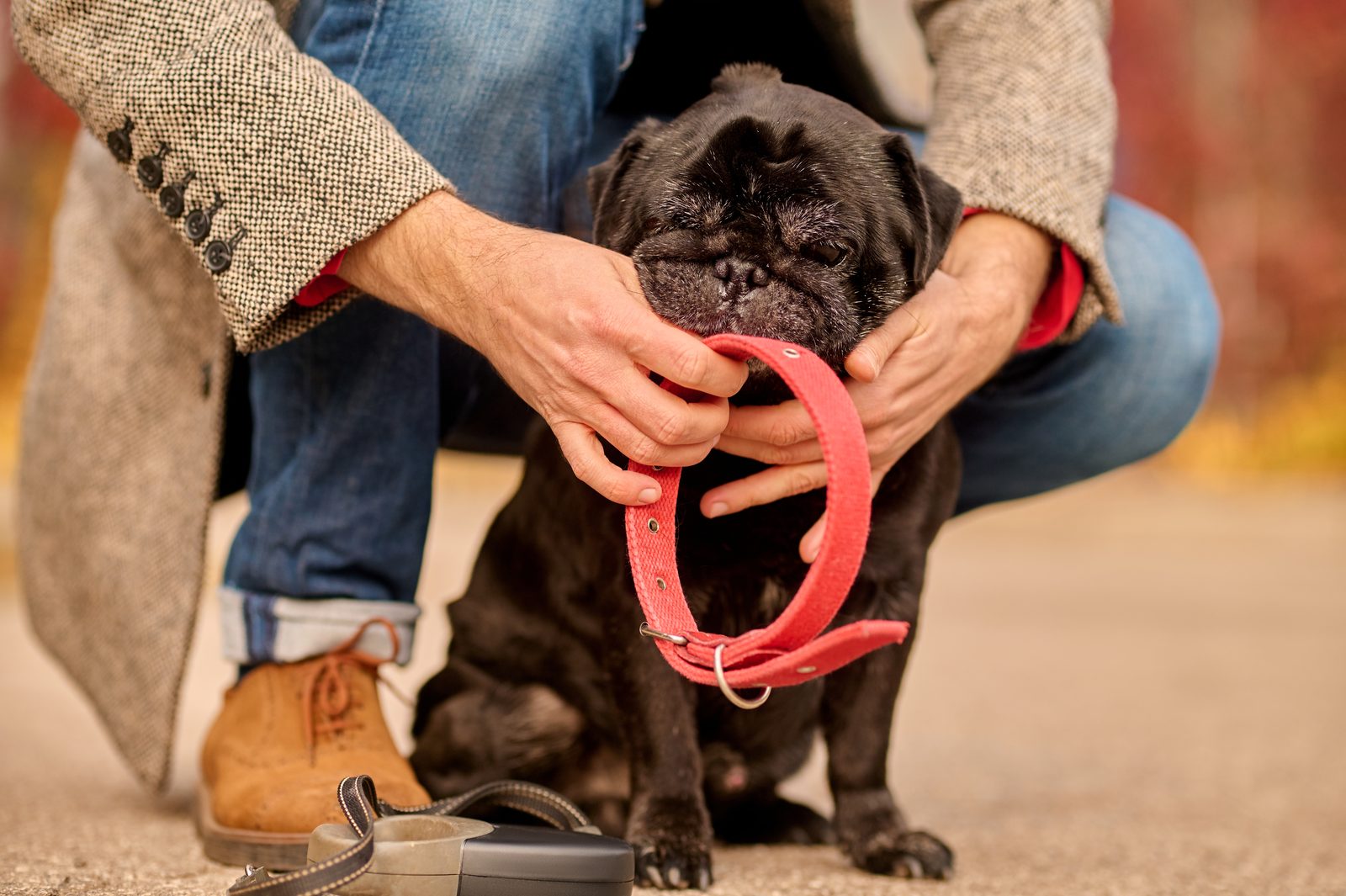 Crouching owner in a tweed coat and jeans fastening a red leather collar around the neck of a small black pug outdoors