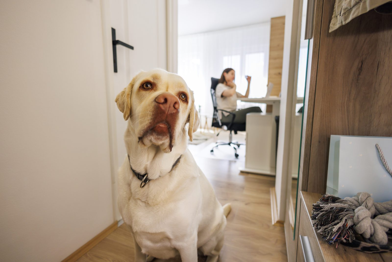 Yellow Labrador sits in an apartment hallway while a woman works at a desk by the window in the room behind