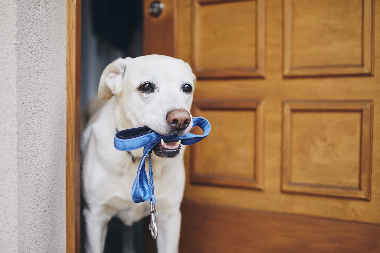 White Labrador holding a blue leash in its mouth, standing in the open doorway of a house beside a wooden front door
