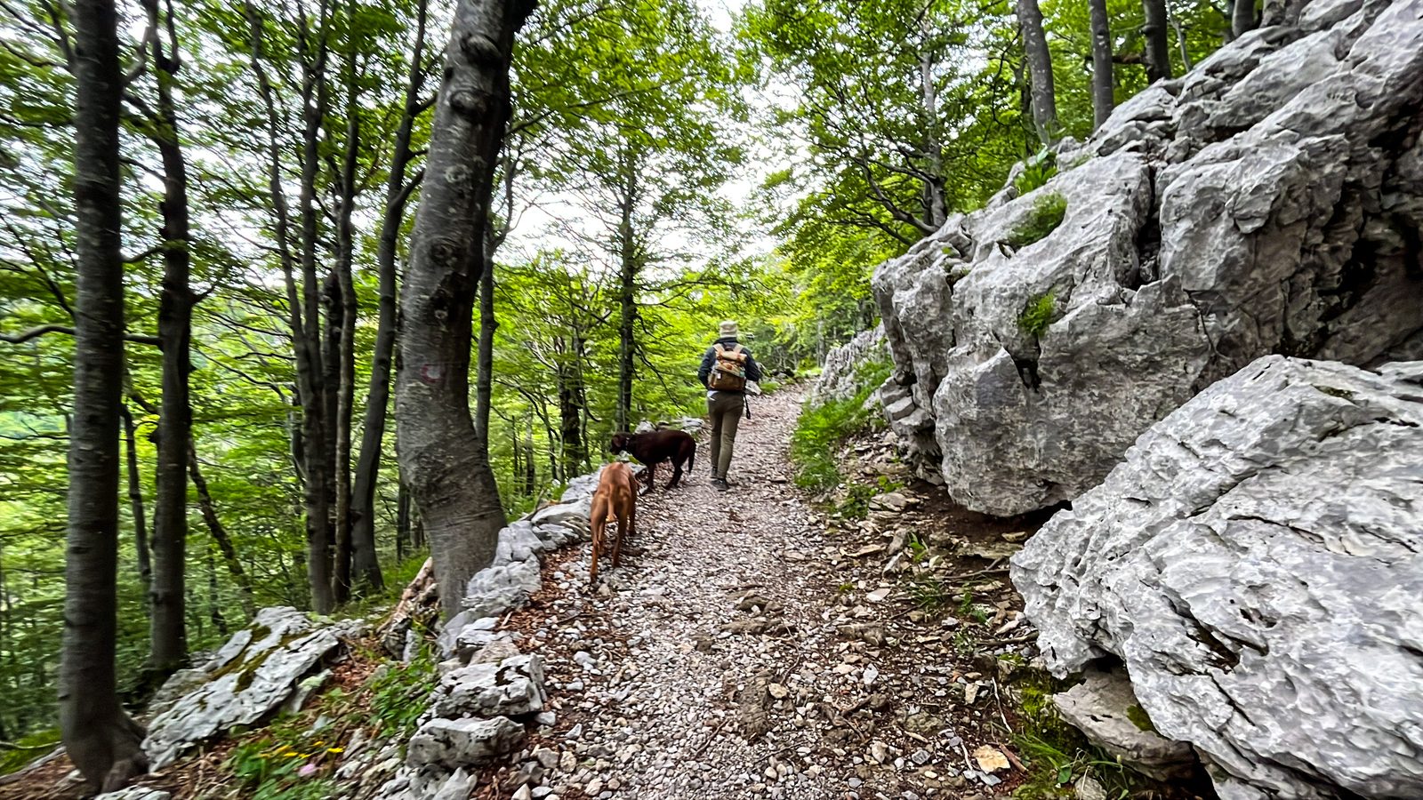 Hiker with a backpack leading two off-leash brown dogs along a rocky forest trail with no one else in sight