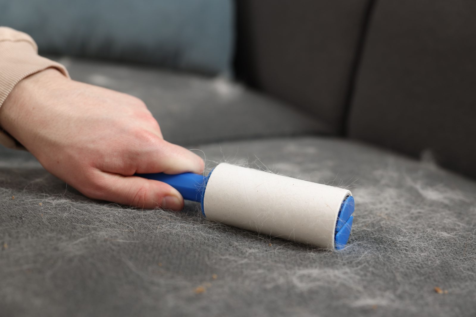 Hand pushing a lint roller across a dark gray sofa cushion covered in a layer of loose light dog hair