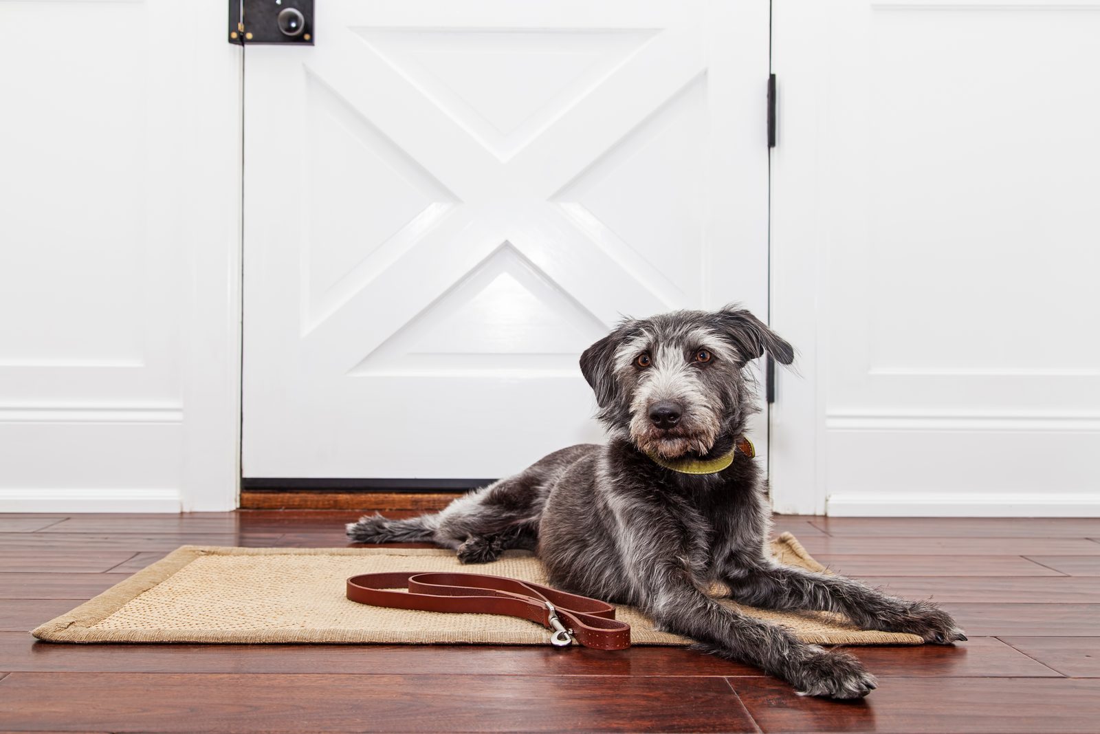 Shaggy grey terrier mix lying on a jute mat by a white front door, a brown leather leash on the wooden floor beside it