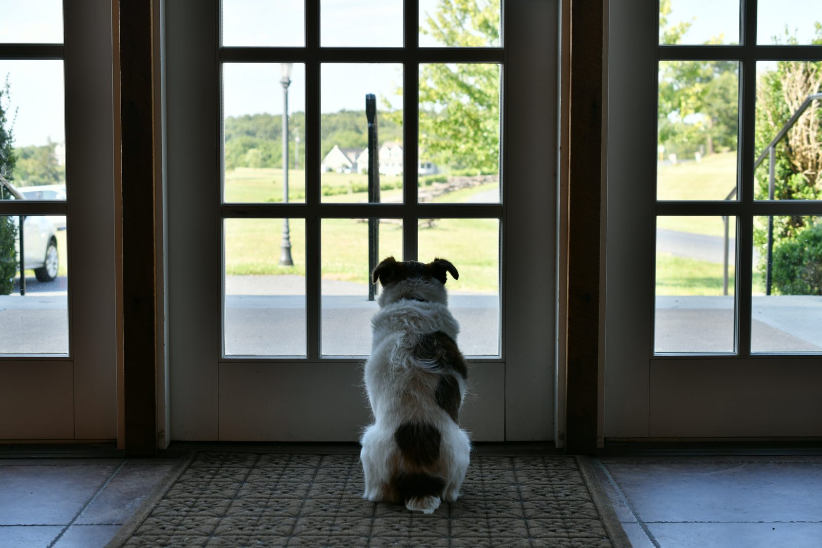 A small black and white dog sits on a doormat with its back to the camera, facing a set of glass paned doors that look out on a lawn
