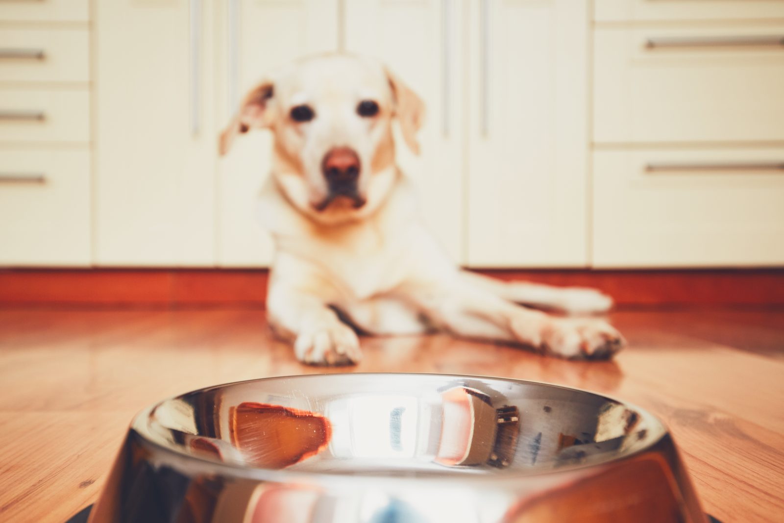 A yellow Labrador lies on a wood kitchen floor behind an empty stainless steel bowl in the foreground